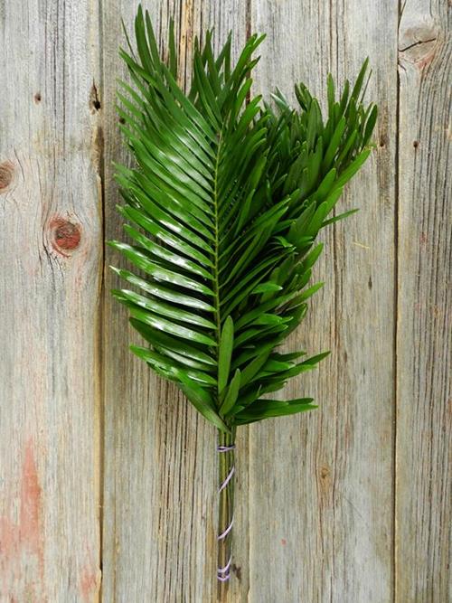 COONTIE FERN